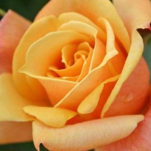 Online rózsa kertészet - virágágyi floribunda rózsa - sárga - Rosa Lusatia ® - nem illatos rózsa - W. Kordes & Sons - Kis csokrokban nyíló, rézsárga virágú fajta.